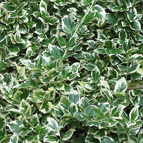 Euonymus fortunei 'Emerald Gaiety' Spindle Evergreen Hardy Shrub | 9cm Pot