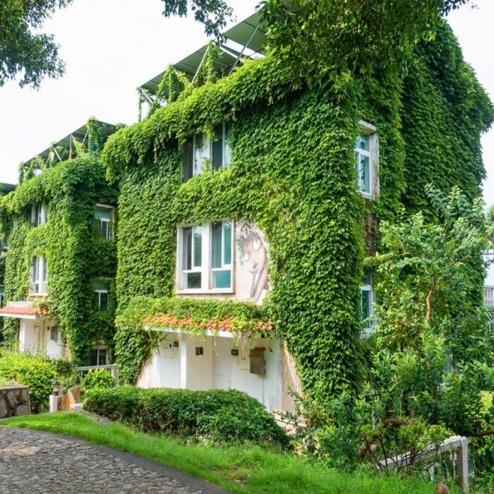 Boston Ivy Parthenocissus Tricuspidata Veitchii Vine Easy to Grow for Table Decorations Bedroom Bathroom Living Room Indoor Decor