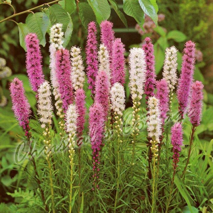 30 Liatris Spicata Gayfeather Spring Garden Bulb Corm Purple White Summer Flower