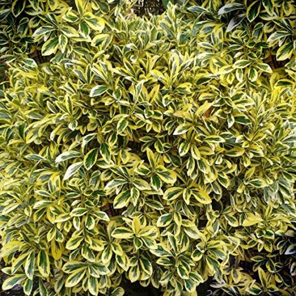 Euonymus japonicus 'Ovatus Aureus' Japanese Spindle Evergreen Hardy | 9cm Pot