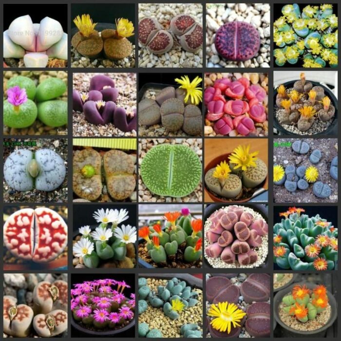 20 Lithops Live Plants 0.4 Inc, Mixed Lithops Living Stones Succulents Planting Ornament Flower Pot Planting Garden Gift